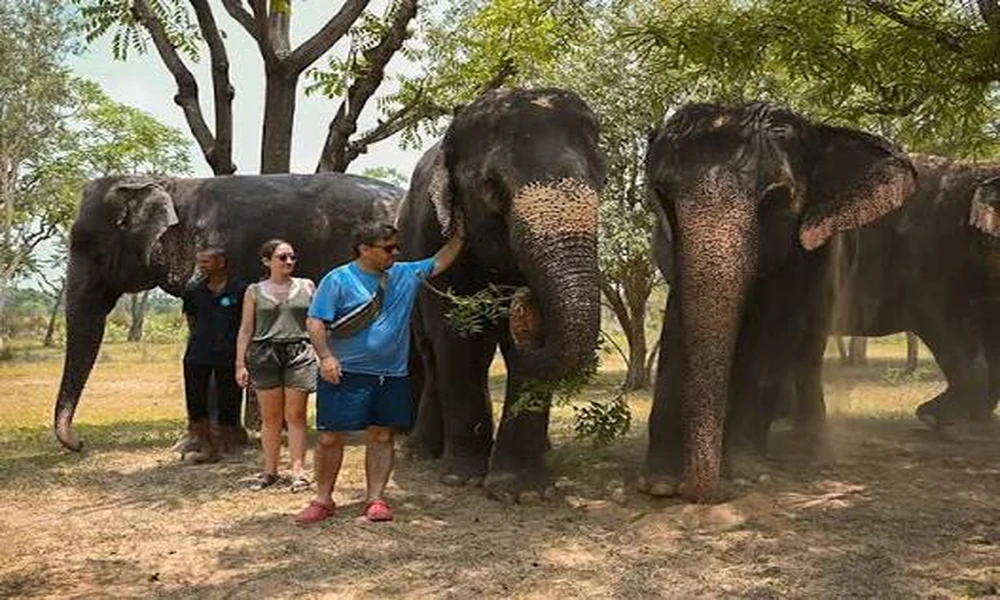 Ethical Elephant Sanctuary Experiences Supporting Responsible Wildlife Care And Conservation Efforts