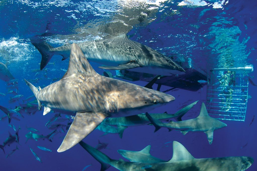 Understanding Shark Encounters In Hawaii